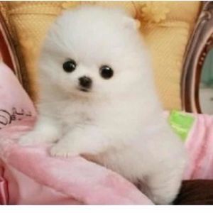 Meet your Posher, Xiuqin